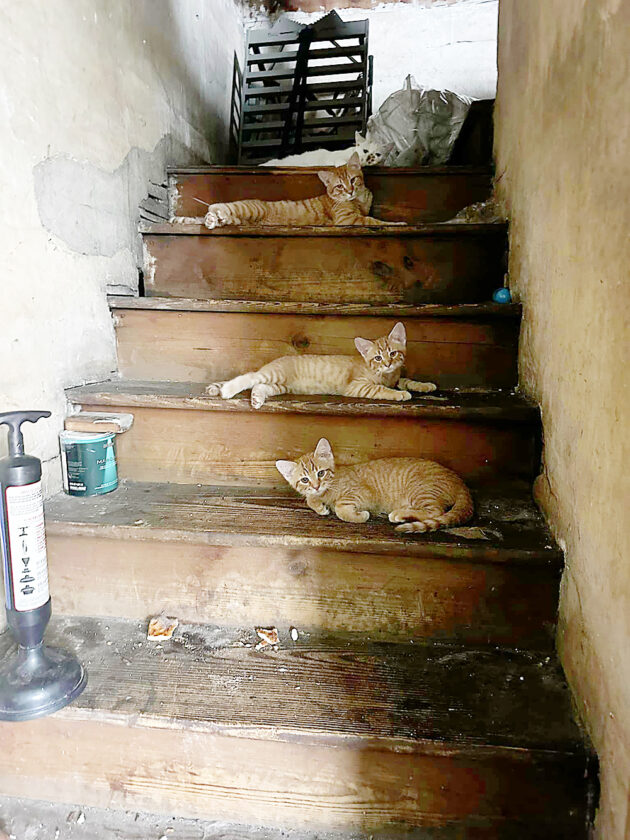 Animal group rescuing 25 cats | News, Sports, Jobs - Altoona Mirror